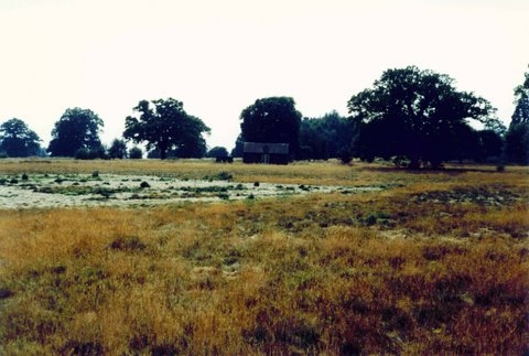 Cricket square 1982<br>