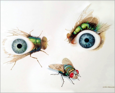 ’Beauty on Nature’  or  ‘Eyes and Flies'<br>Painting No. 2 – 80cm x 60cm. Acrylic on Stretched Canvas. 